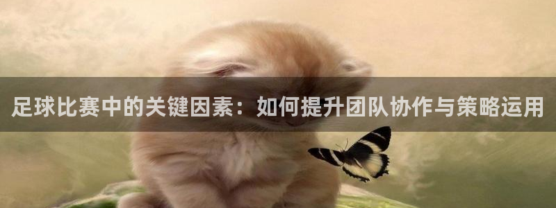足球比赛中的关键因素：如何提升团队协作与策略运用