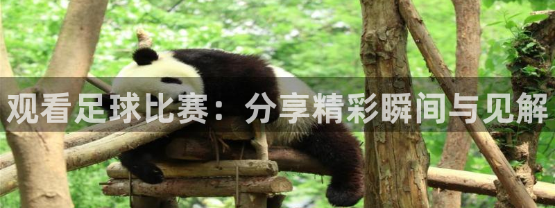  观看足球比赛：分享精彩瞬间与见解